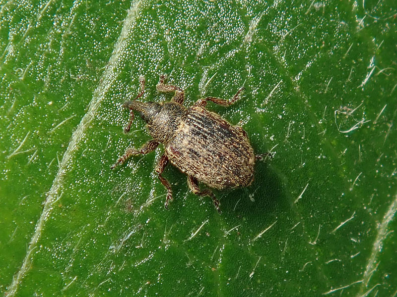 Curculionidae: Gymnetron ?